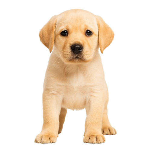 Labrador pup