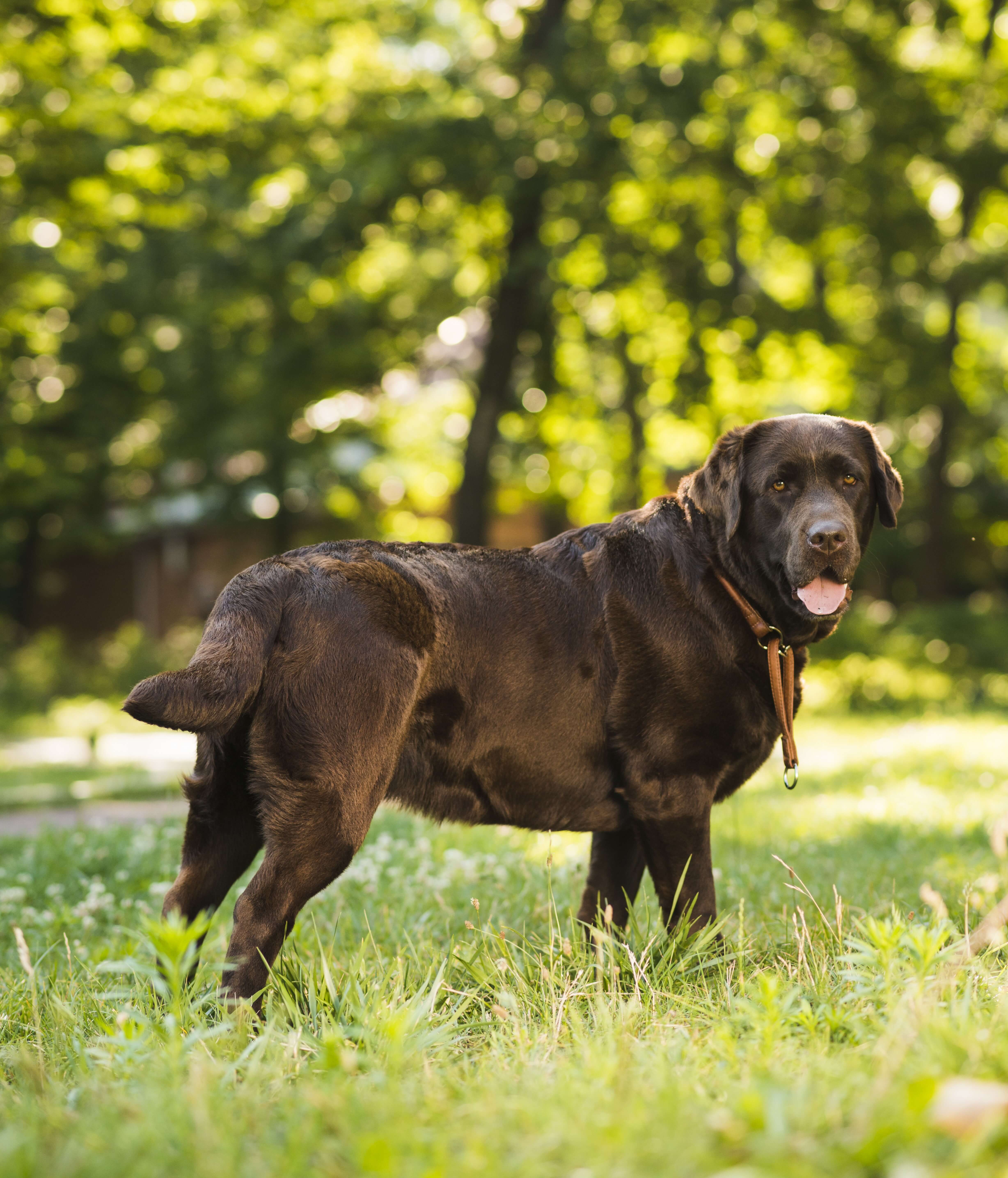 side vie choc lab (1)