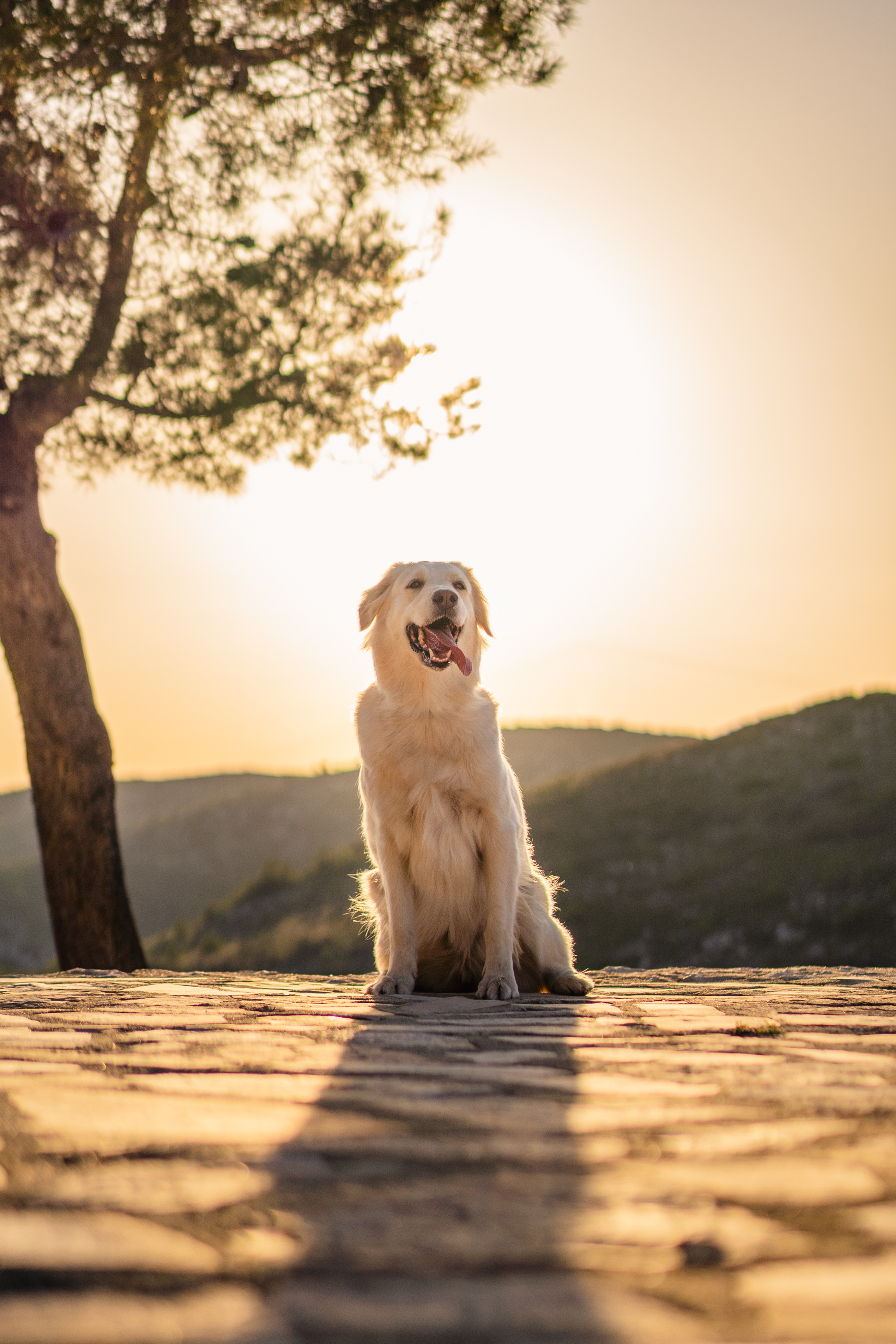A vertical shot of a cute labrador dog sitting on a mountain during sunset